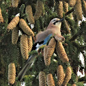 Eurasian Jay