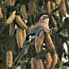 Eurasian Jay