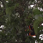 Red Admiral