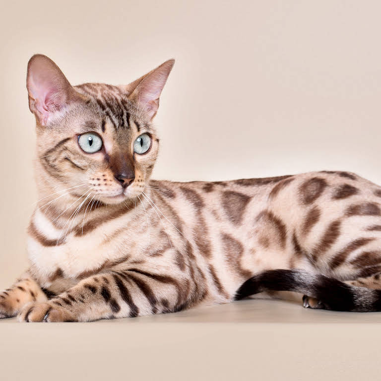 бенгальская кошка сколько стоит в москве питомник