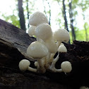 Porcelain fungus