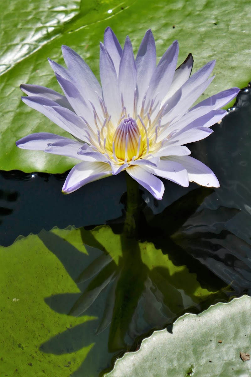 Blue Water Lily