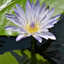 Blue Water Lily