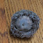 Bur Oak Nut (Acorn)