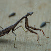 Carolina Mantis