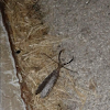 Eastern Dobsonfly