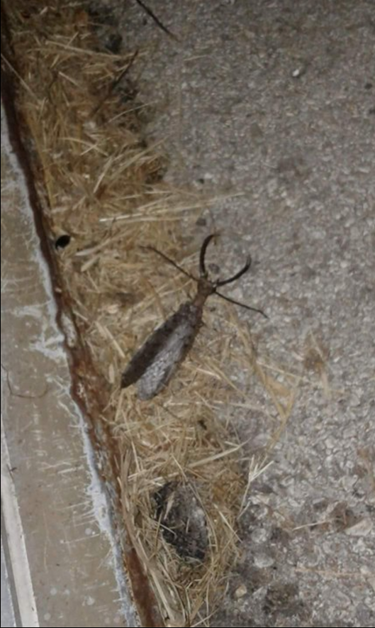 Eastern Dobsonfly