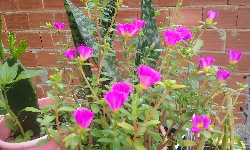 Essas onze-horas do vídeo, conhecidas como beldroega (Portulacas umbraticola), elas são mais resistentes e não me dão preocupação nem trabalho.  A minha maior dificuldade é com as onze-horas de folha fina (Portulacas grandiflora), elas se perdem muito fácil no Inverno, de muitas, poucas resistem à Estação.