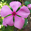 Madagascar Periwinkle