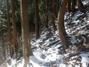 下まで作業道でトラバース