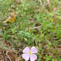 False Meadowbeauty