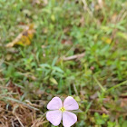 False Meadowbeauty