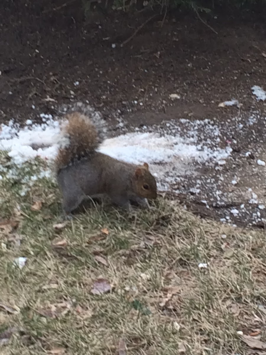 Eastern gray squirrel