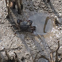 Semaphore Crab