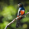 Blue-crowned trogon