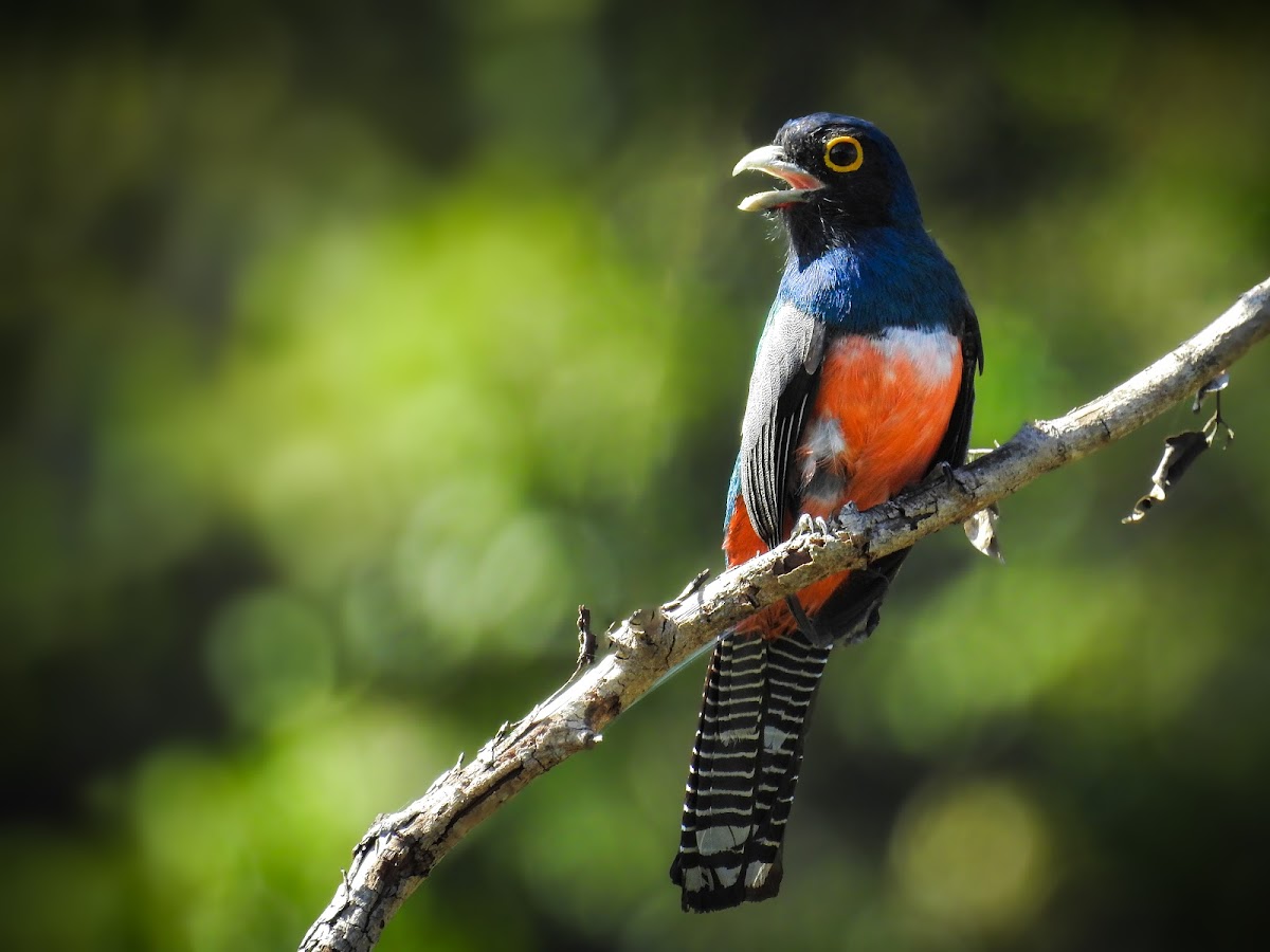 Blue-crowned trogon