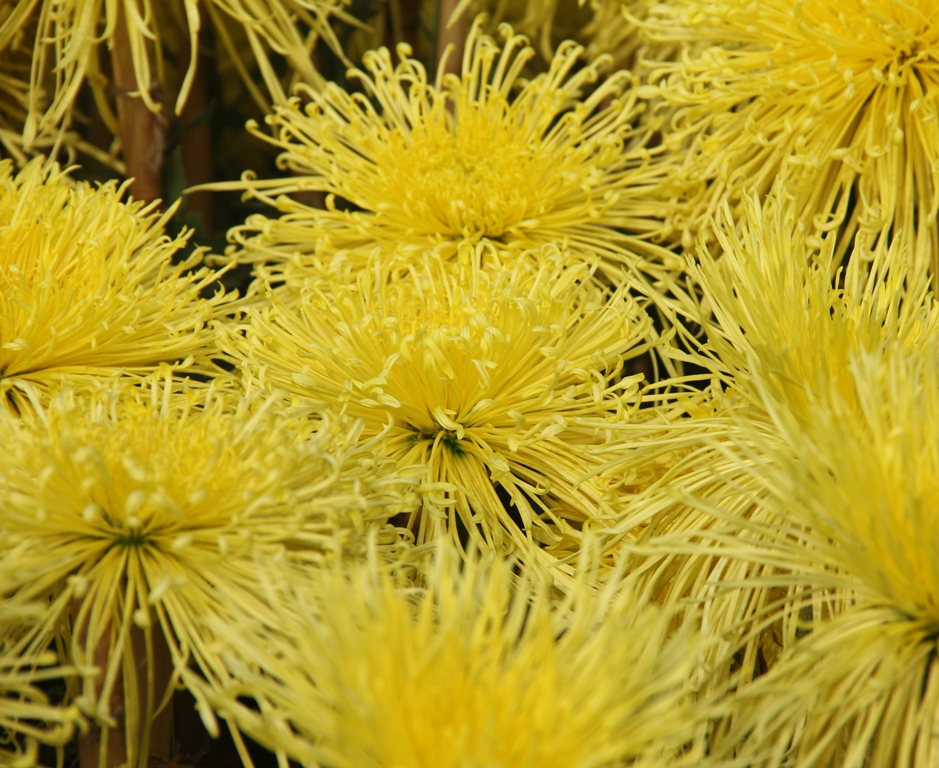 Chrysanth