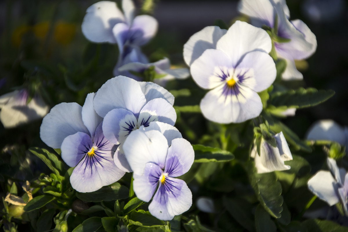 Garden Pansy