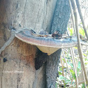 Giant Mushroom