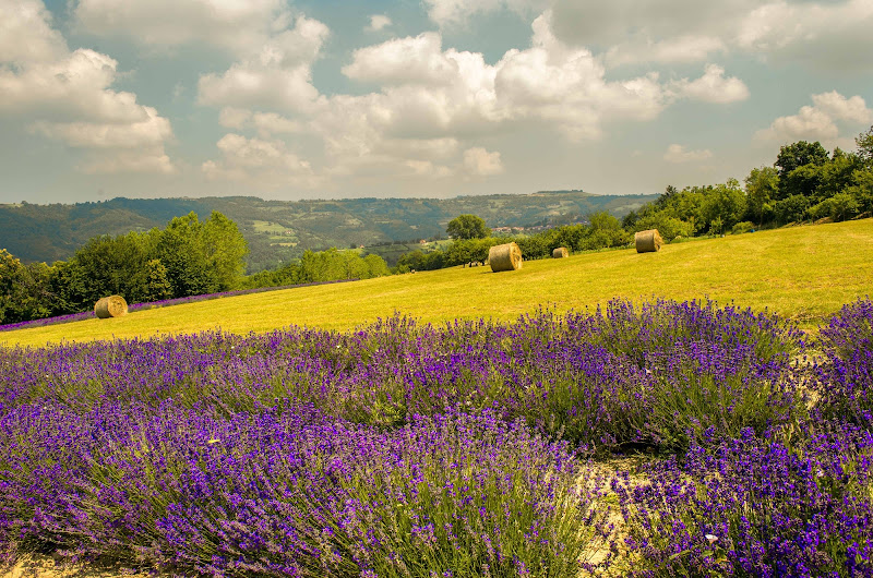 Non solo provenza di franca111