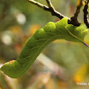 Ophthalm Sphinx caterpillar