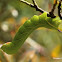 Ophthalm Sphinx caterpillar