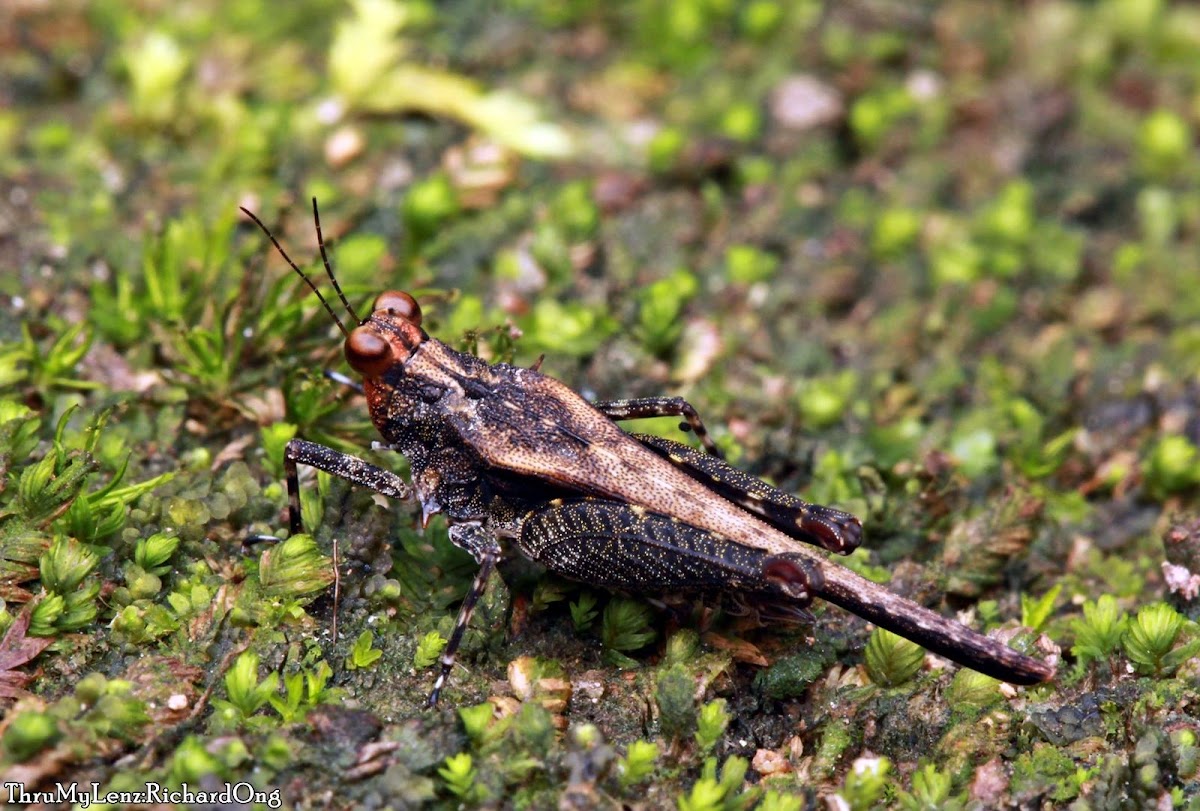 Pygmy Grasshopper