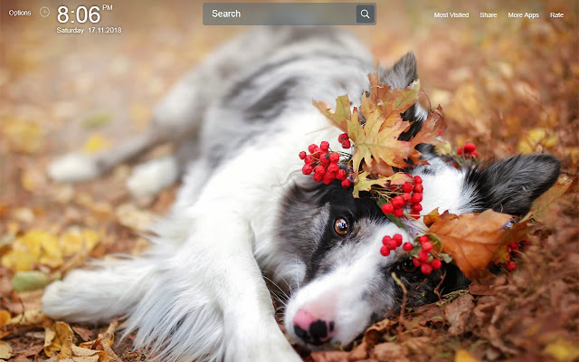 Border Collie Wallpapers Theme New Tab