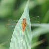 Scarlet Skimmer