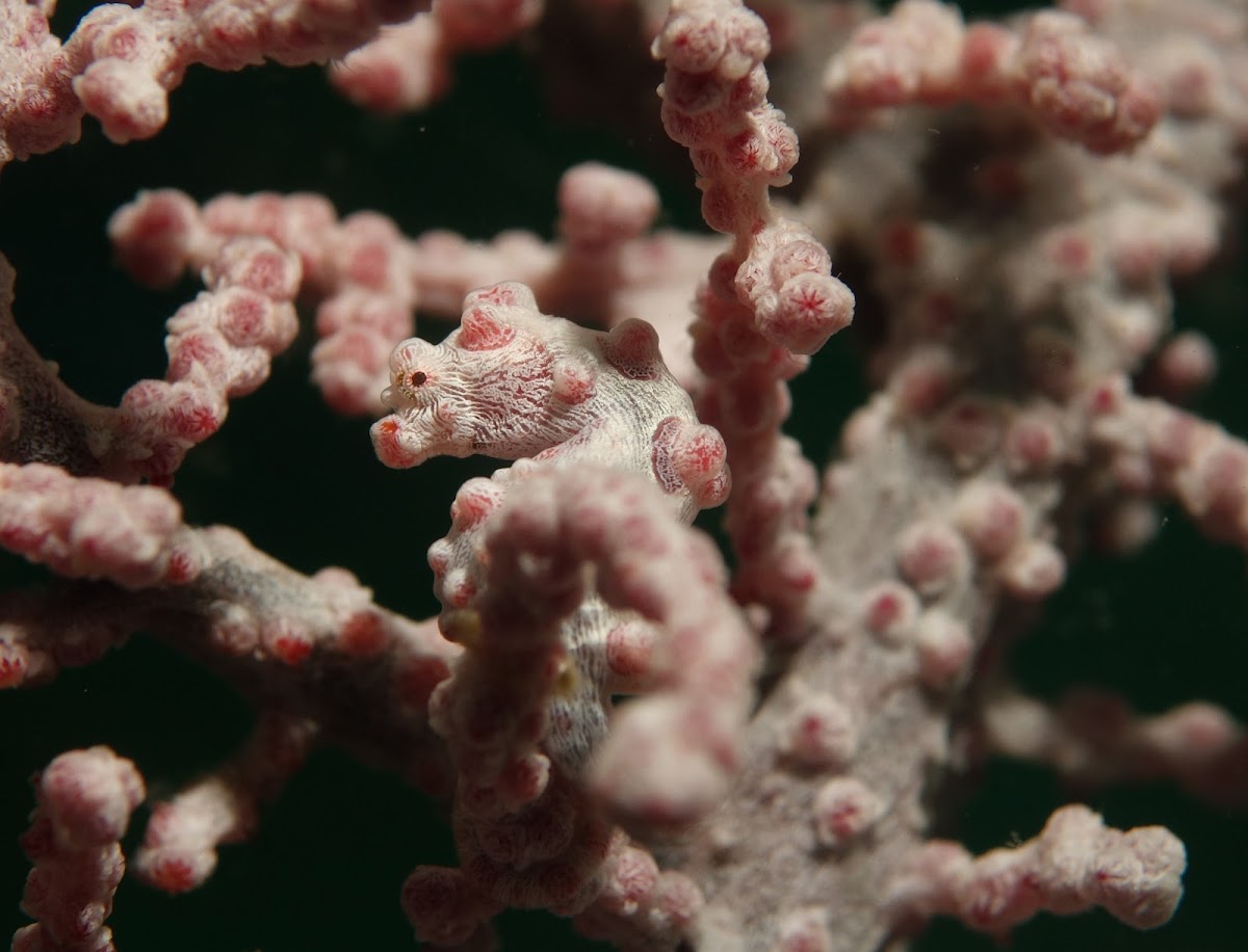 Bargibanti Pygmy Seahorse