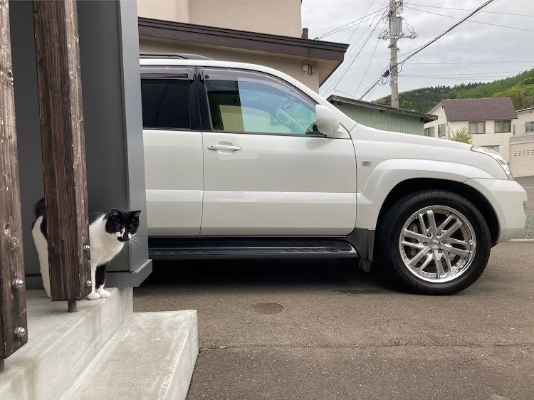 ランドクルーザープラドの洗車・愛猫と初コラボ・コロナが早く終息しますように・かわいい相棒・車弄りたいに関するカスタム事例の投稿画像1枚目
