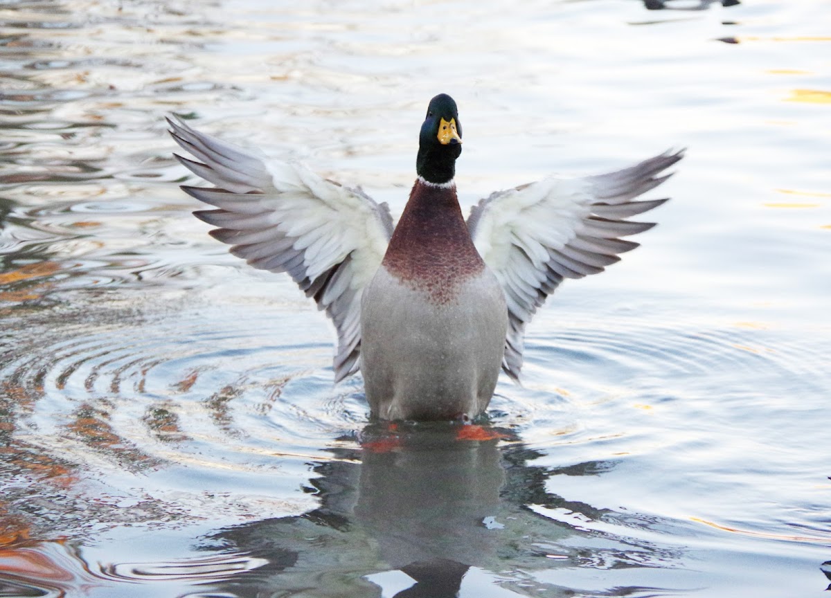 Mallard