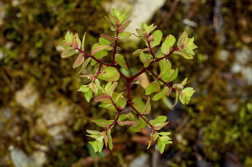 Euphorbia peplus