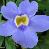 Blue sky flower