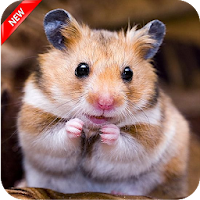 Cute Hamster Wallpapers