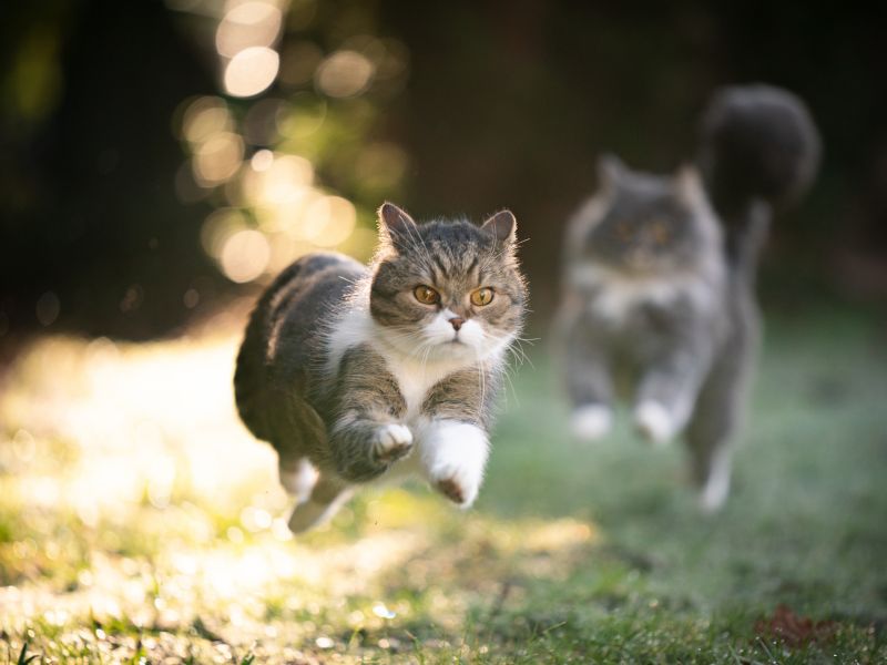 cat-running