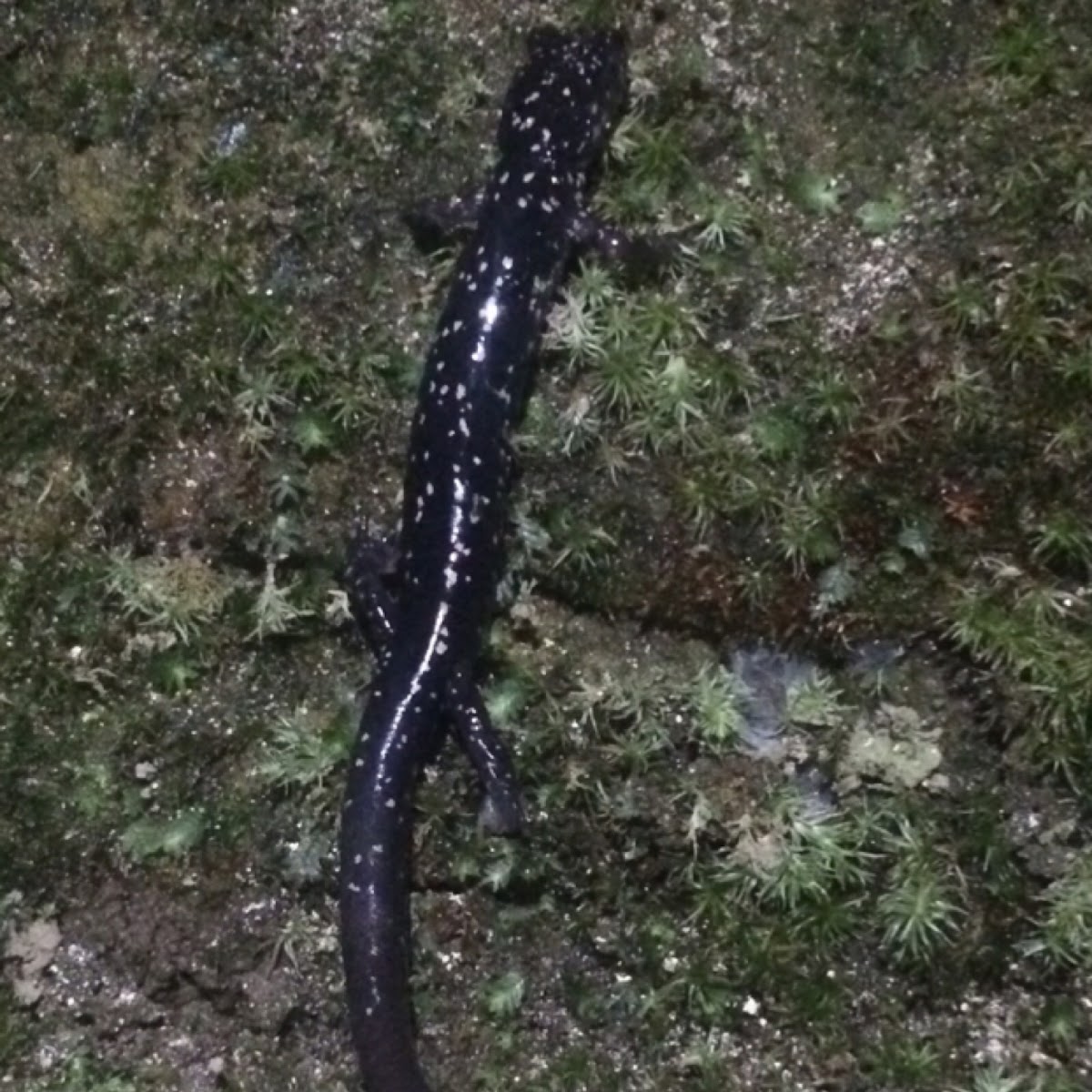 Northern Slimy Salamander