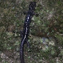 Northern Slimy Salamander