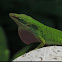 Carolina Anole