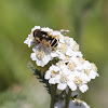 Hoverfly on Yarrow