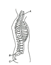 Axial Skeleton