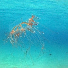 Cigar jellyfish