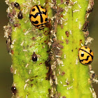 Six-spotted Zigzag Ladybird