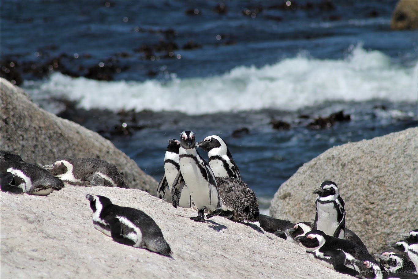 Boulders Beach (Le petit requin)