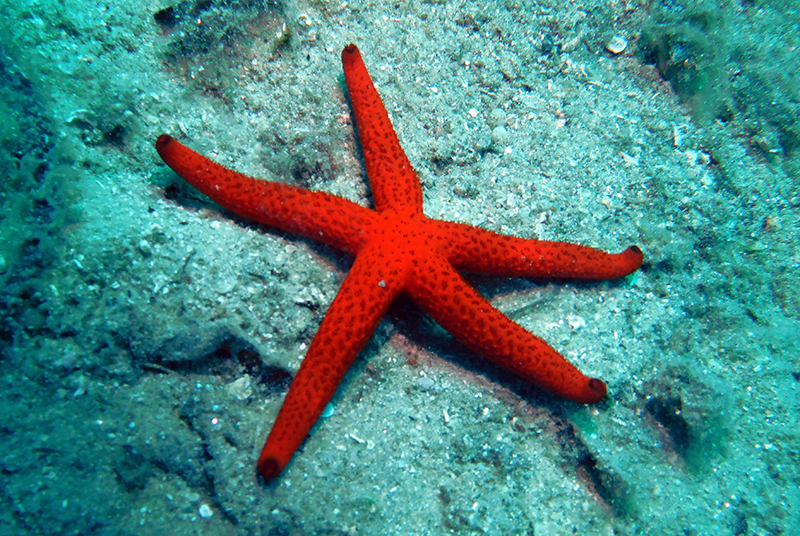 Mediterranean red sea star