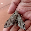 Plain grey hawk moth