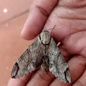 Plain grey hawk moth