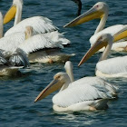 Great White Pelican