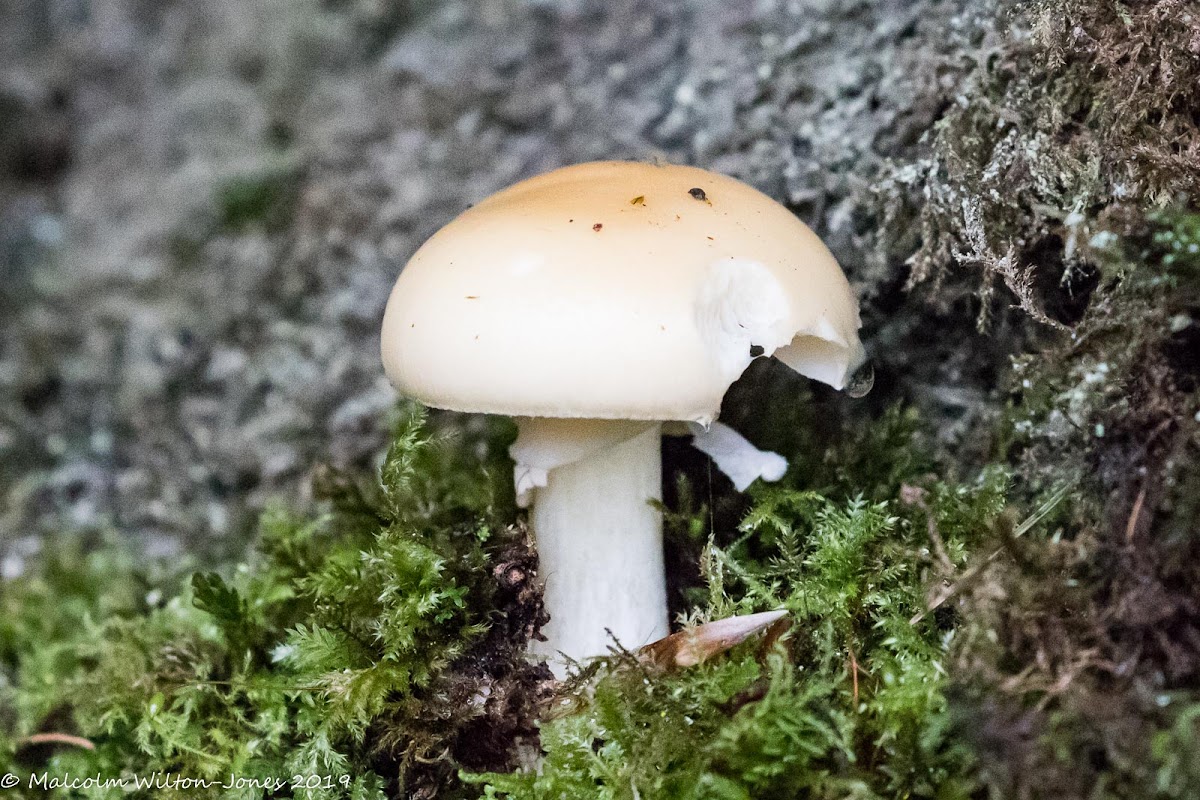 Fungus