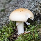 Fungus